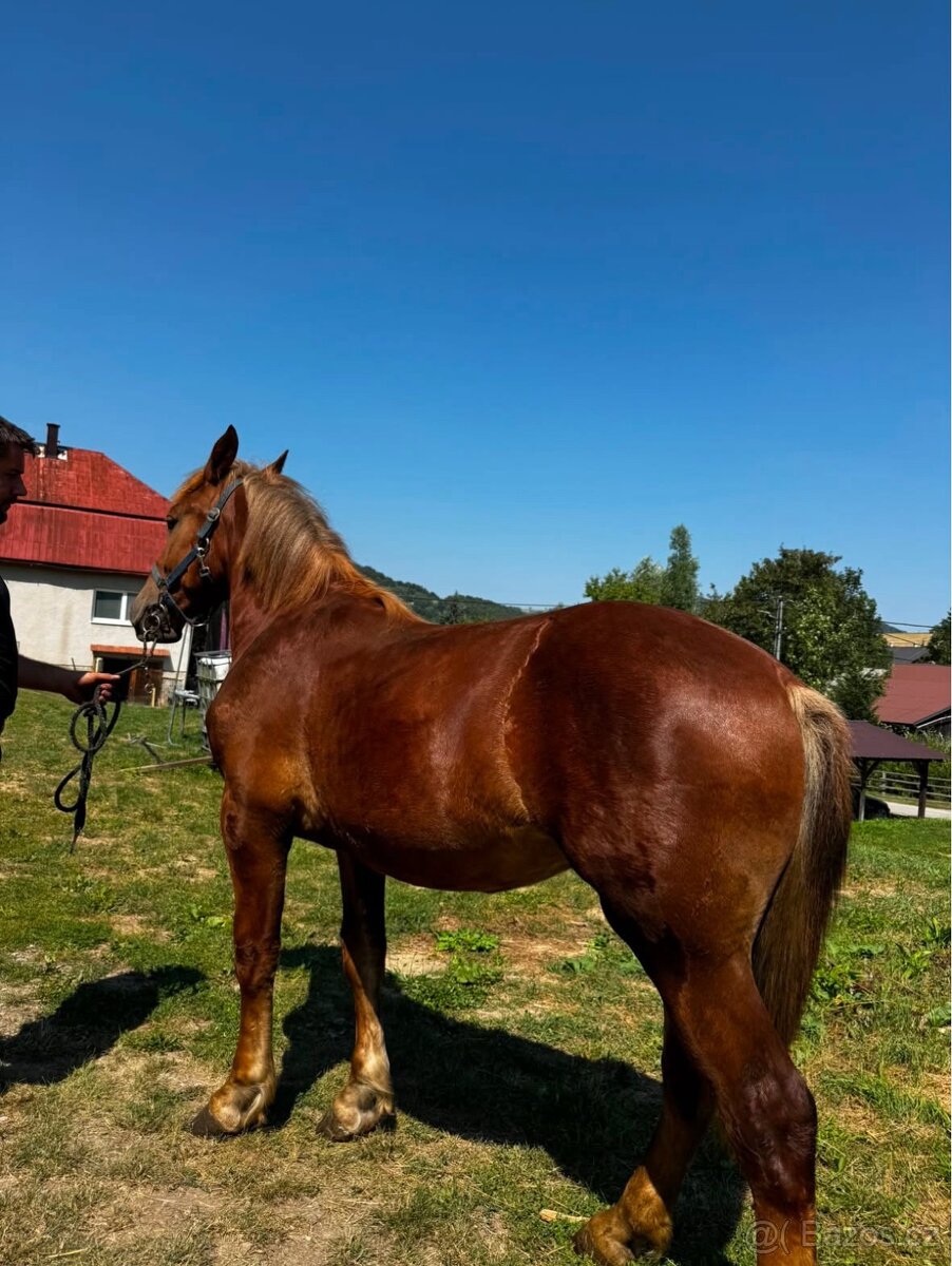 Kůň - 2