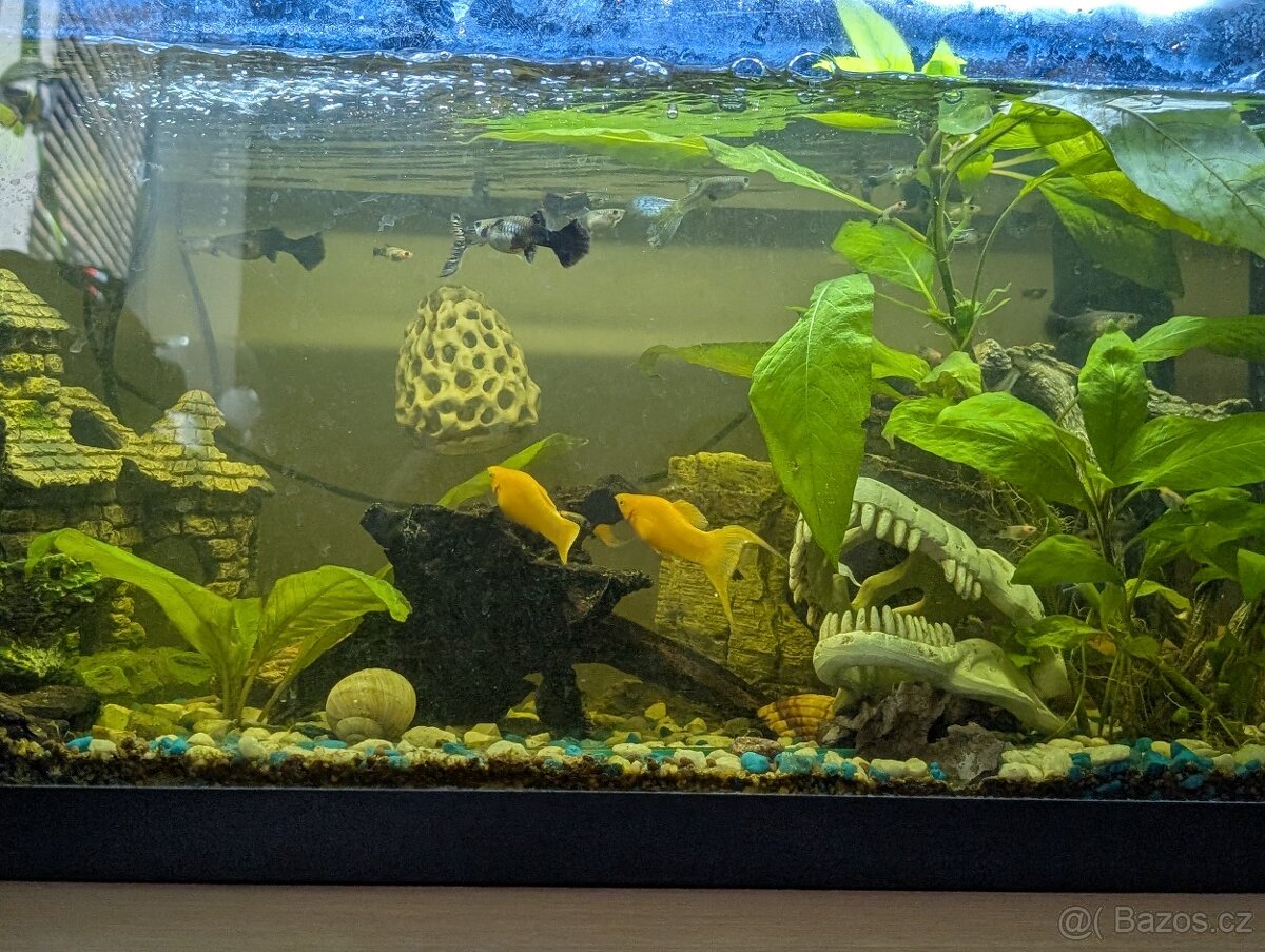 Black a gold Molly - 2