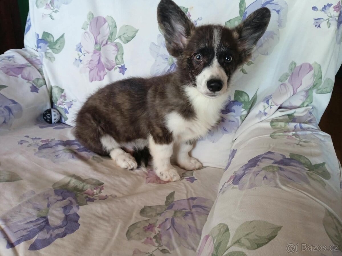 Welsh Corgi - 2