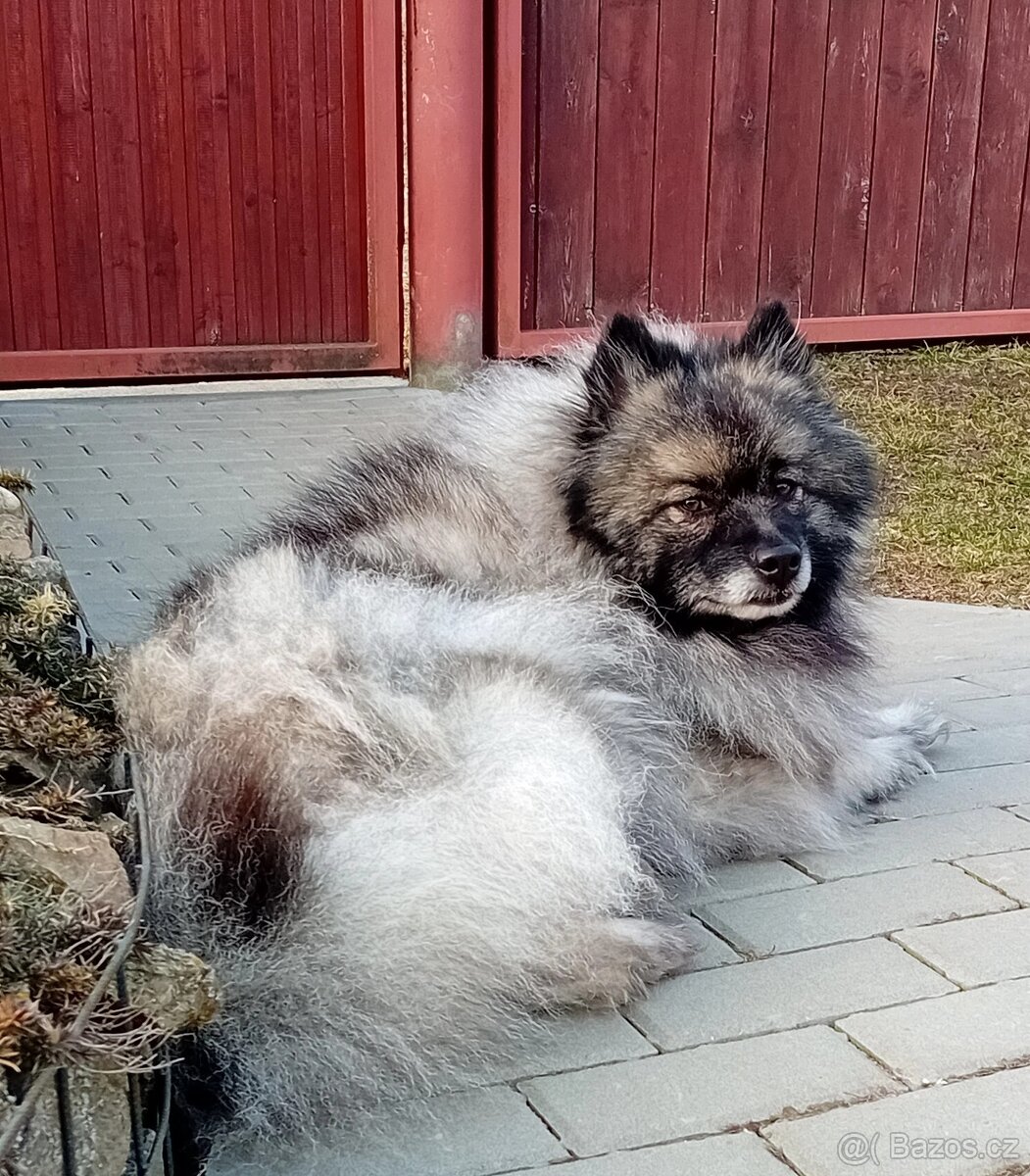 Vlčí špic - 2