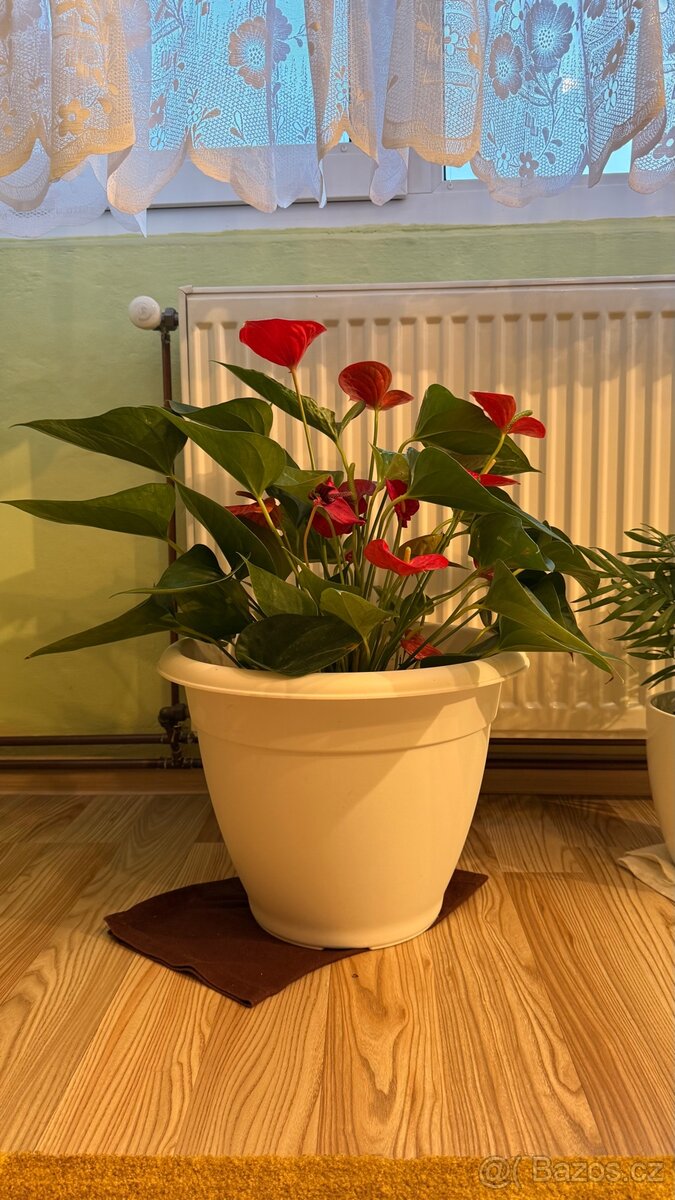 Toulitku (Anthurium) - 2