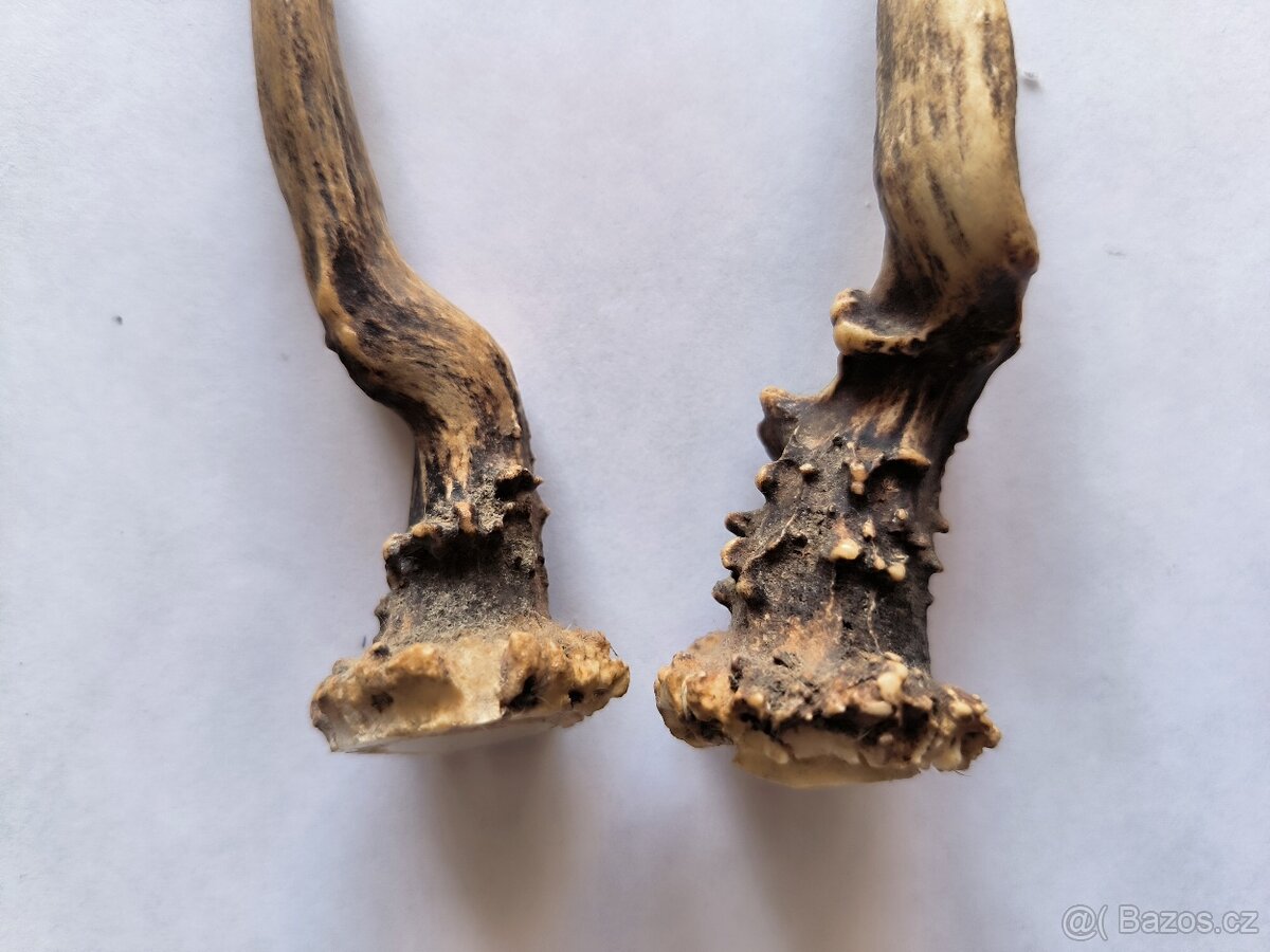 paroží srnčí 11 cm - 2