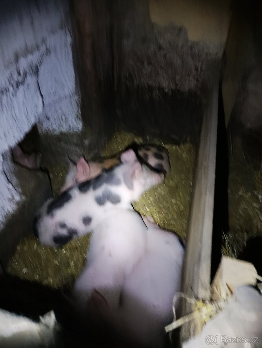 Prodám selata - 2