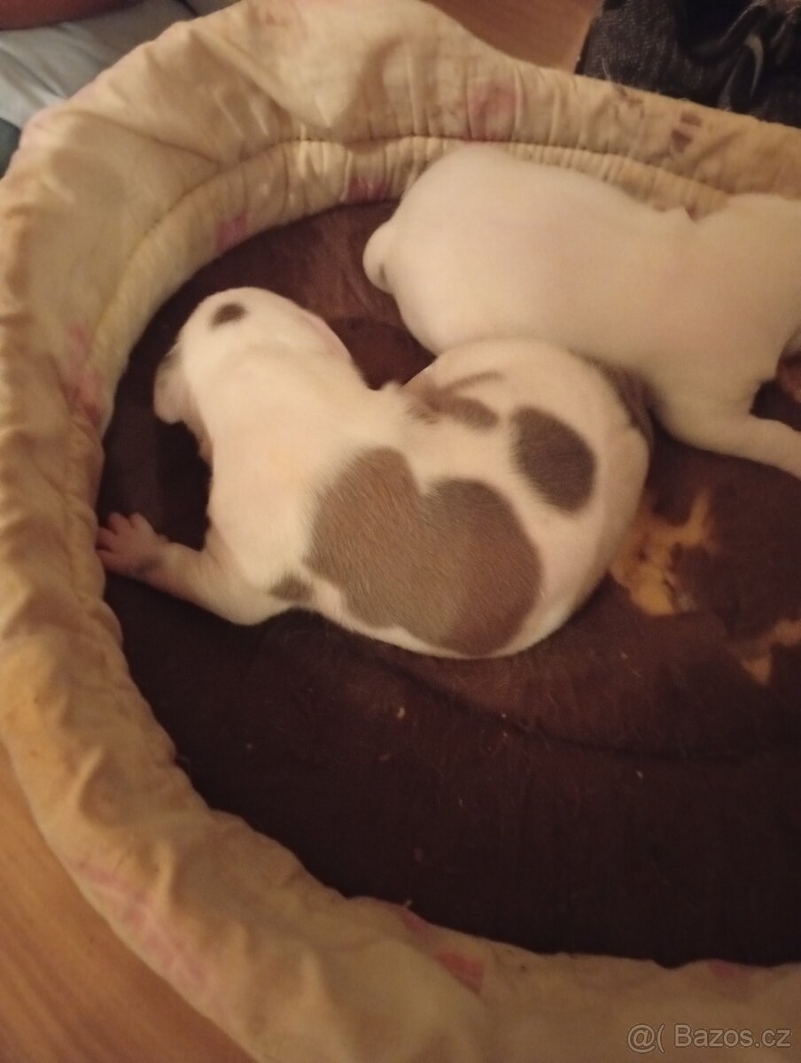 Americký stafordšírský teriér - 2