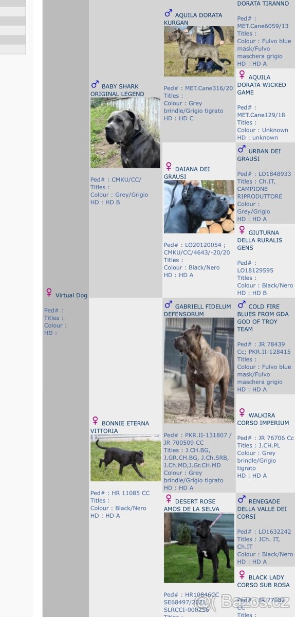 Štěňátka Cane Corso s PP - 2