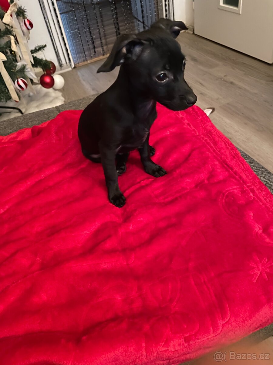 Prodám štěně pejska - 2