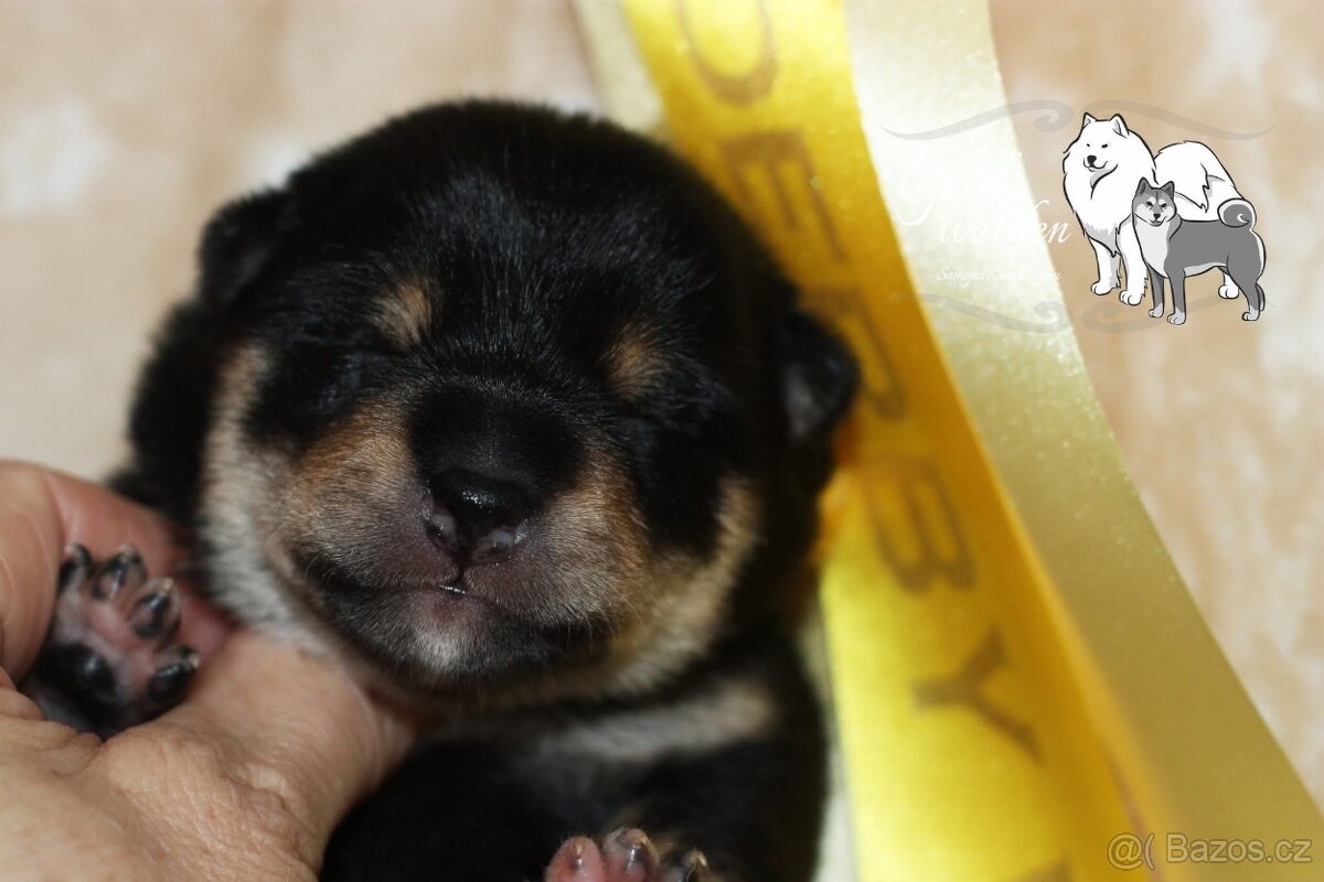 Shiba štěňata s PP/ FCI - 2