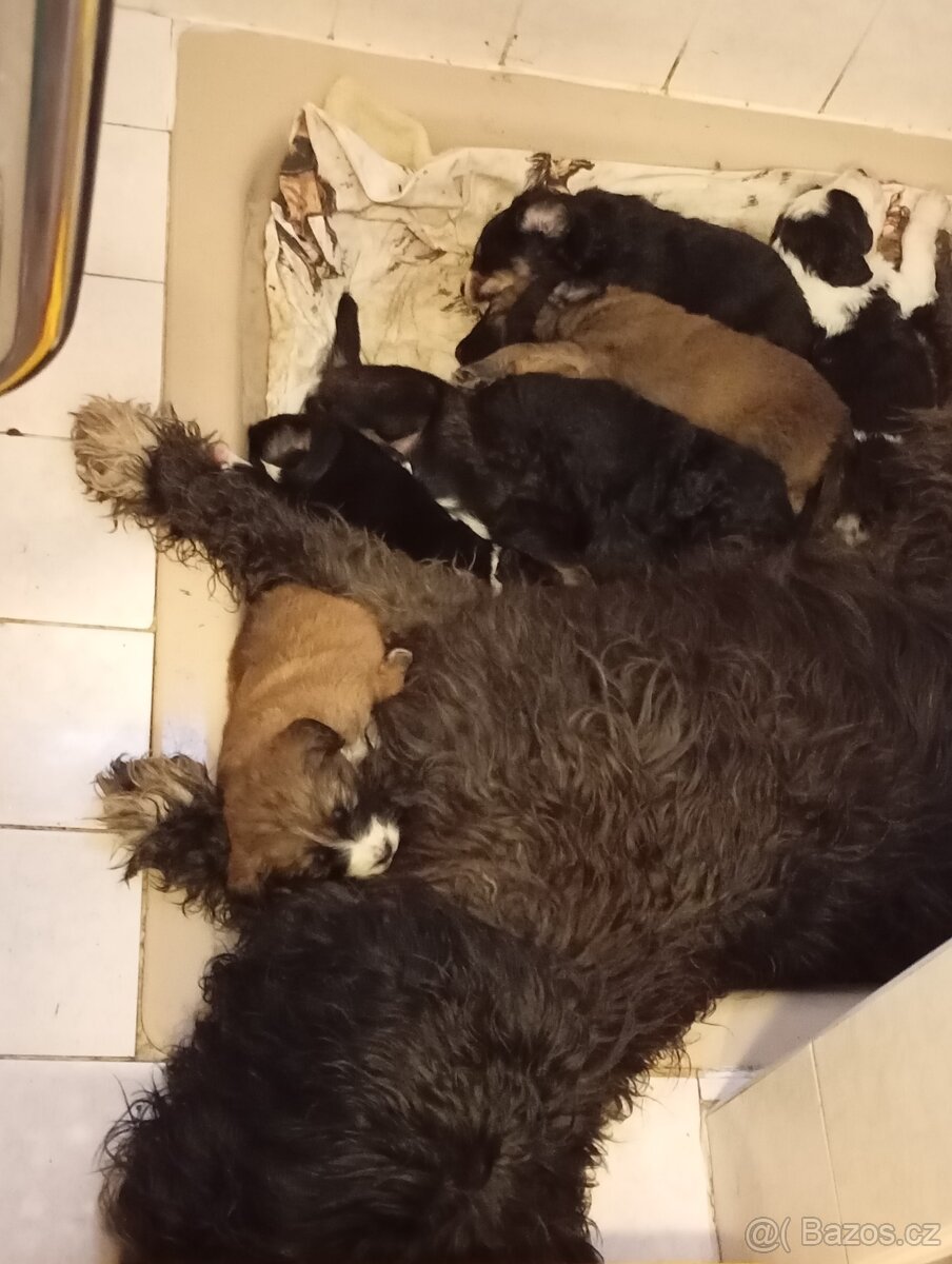 Prodám štěňata kříženců - 2