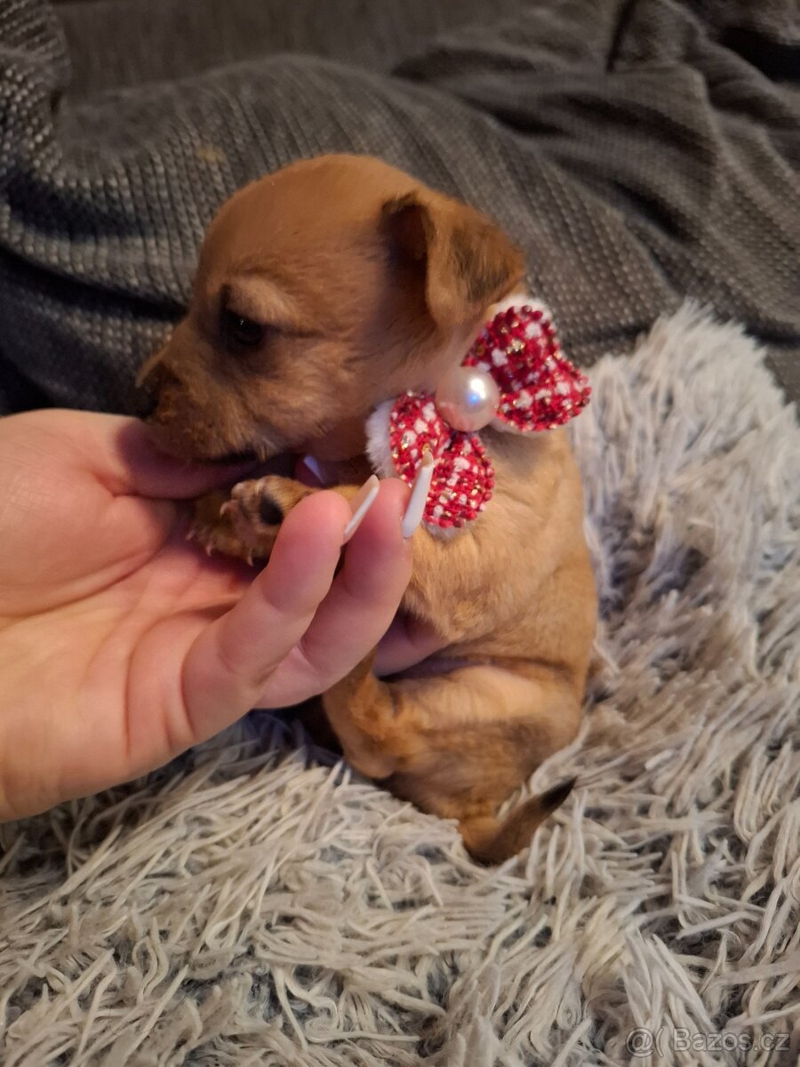 Čivava X Pražský Krysařík - 2