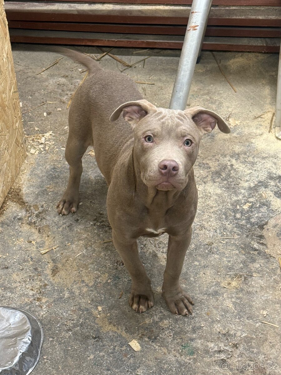 Americký pitbulterier s PP silverfawn rarita - 2
