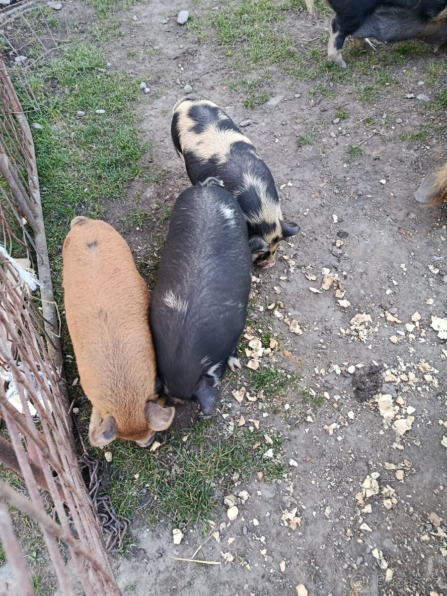 Kune kune - 2