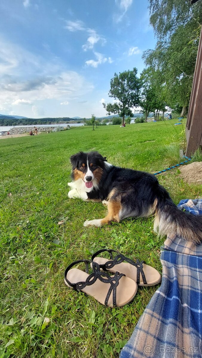 Australský ovčák - 2