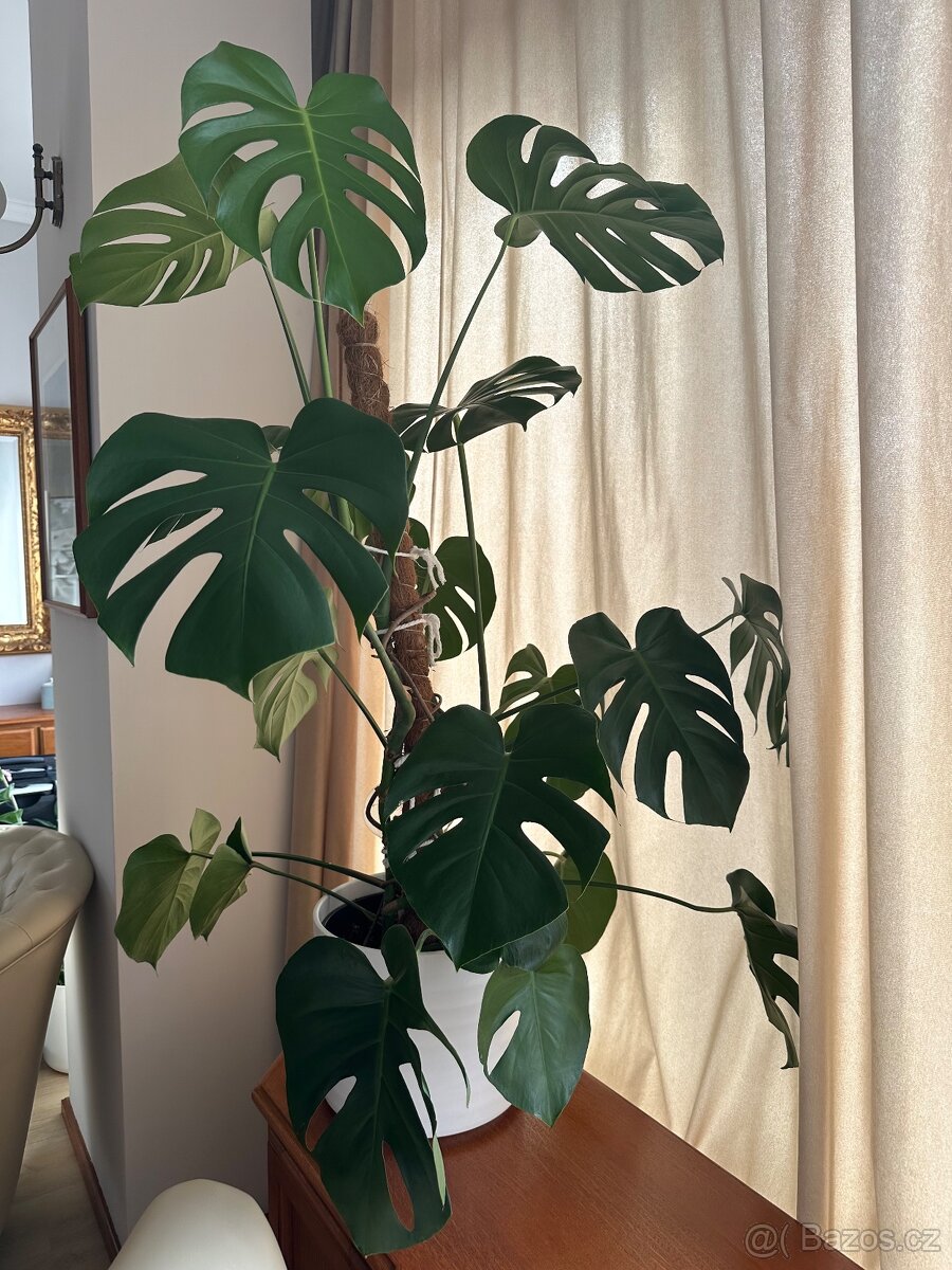 Prodám - Monstera 120 cm - 2