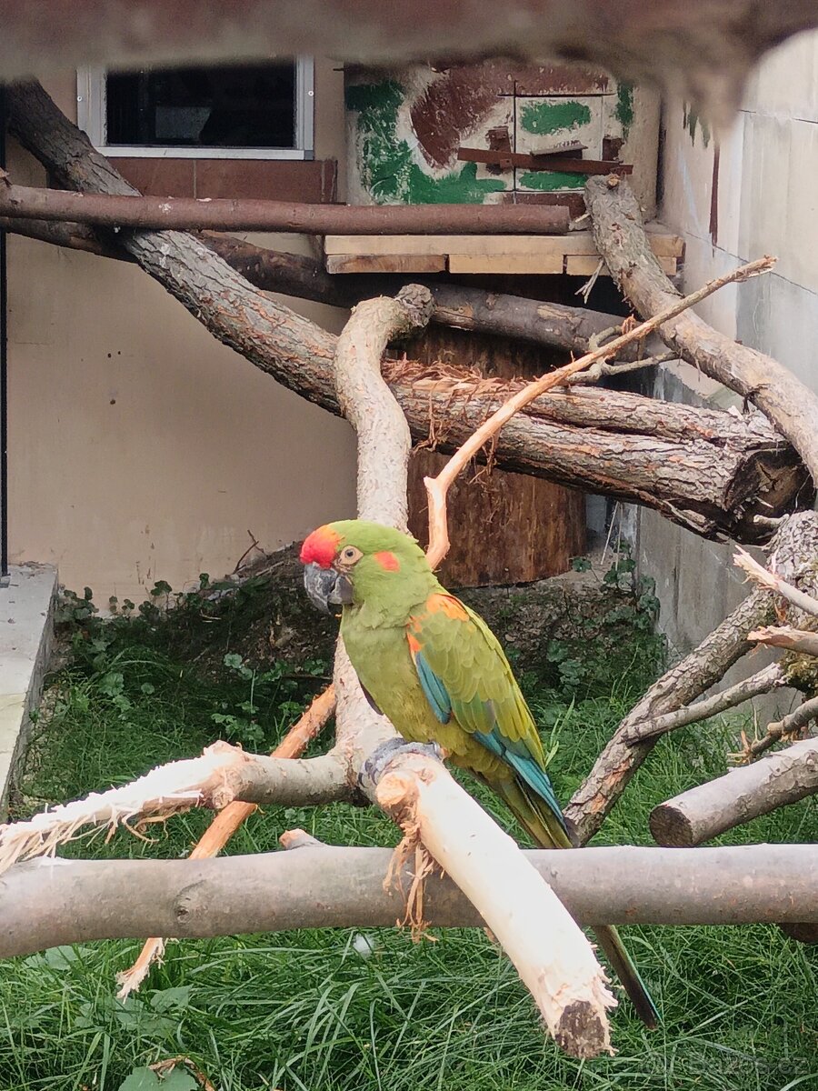Ara rubrogenys - 2
