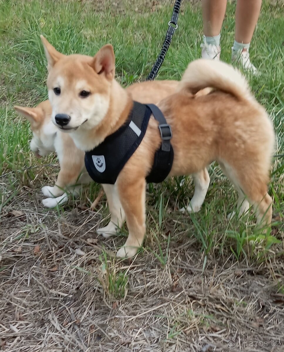 Shiba inu, kluci bez PP. - 2