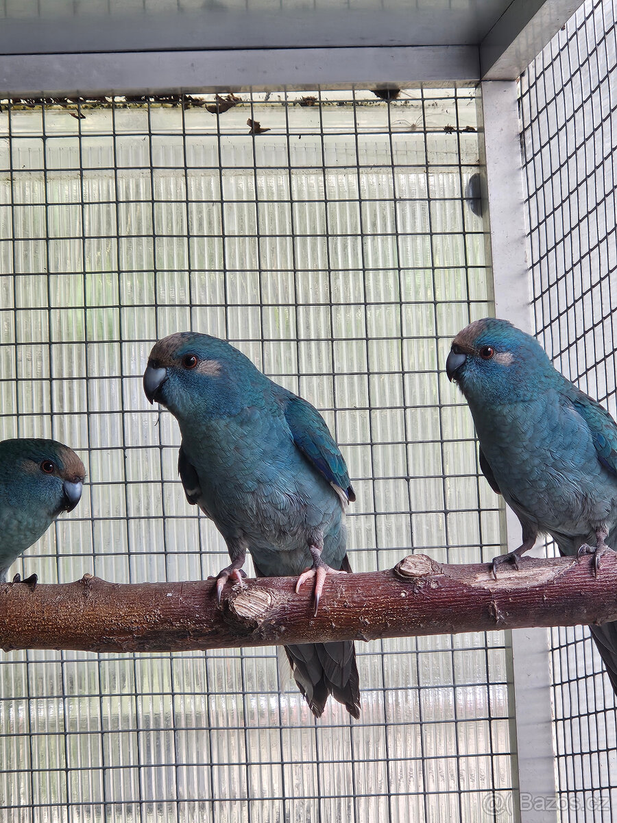 PRODÁM KAKARIKI RUDOČELÉ-MODRÁ/ MOD. STRAKA - 2