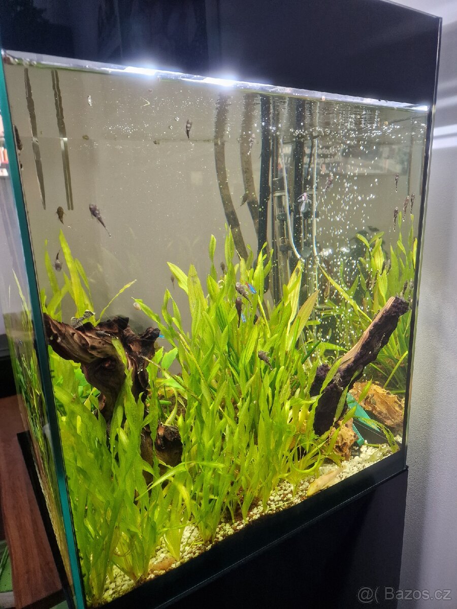Akvárium 125l vse co je na fotkach - 2