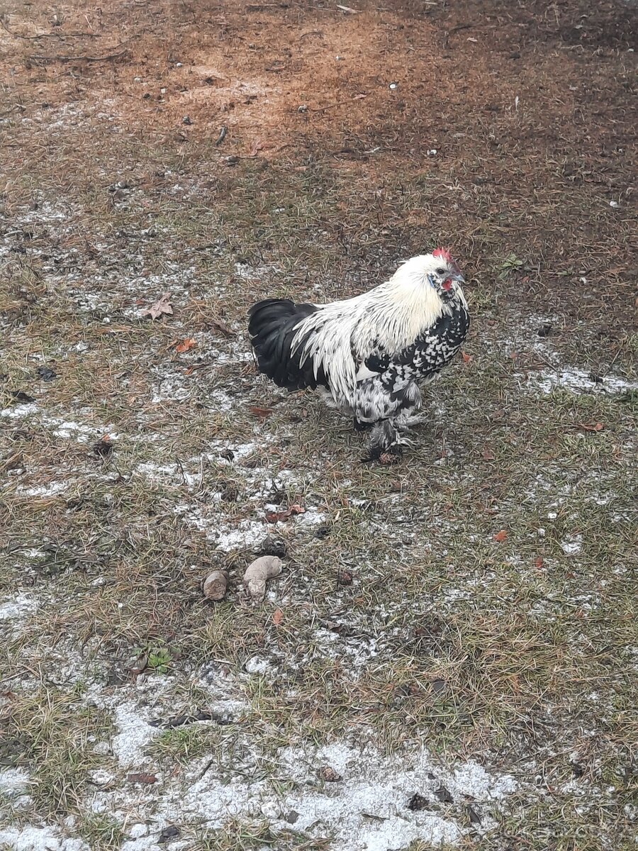 Prodám zakrslé kohoutky - 2