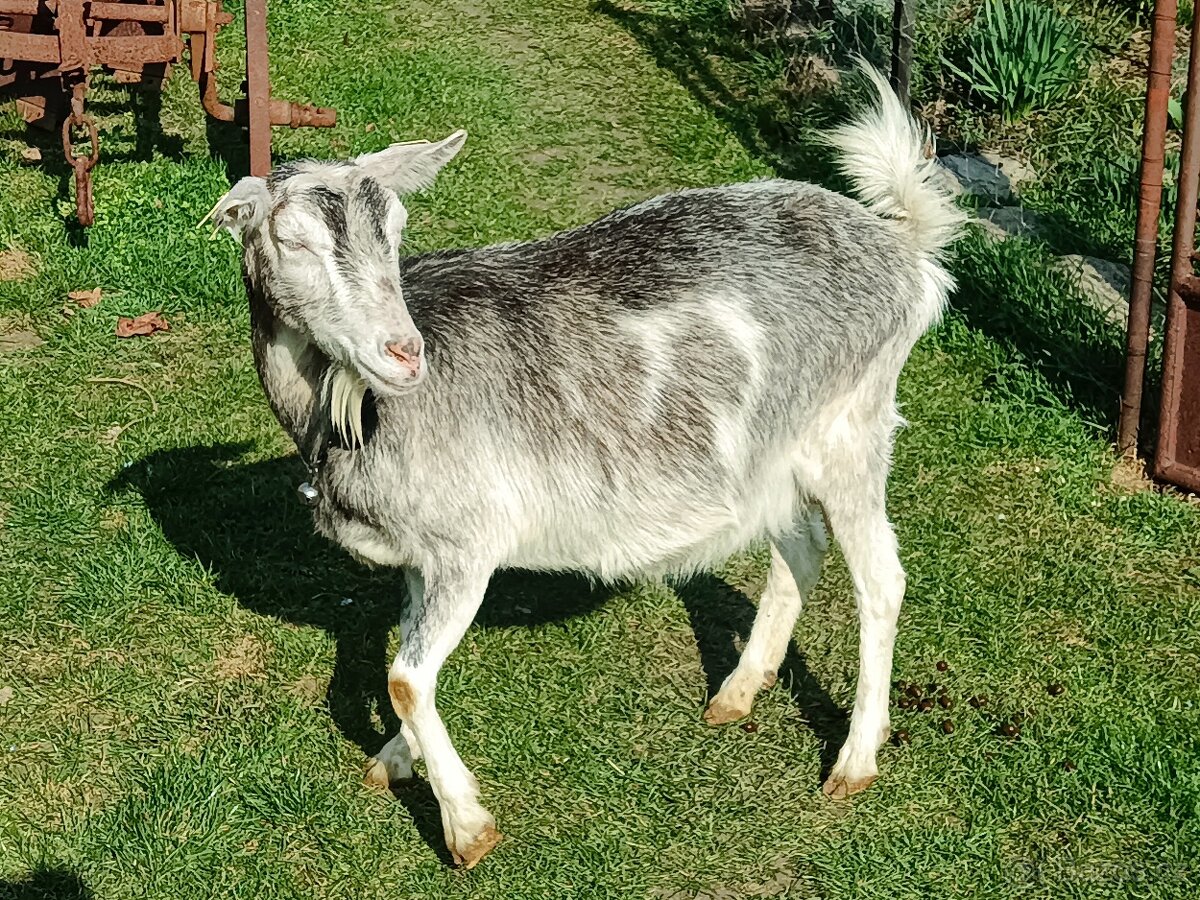 Prodám kozy - 2