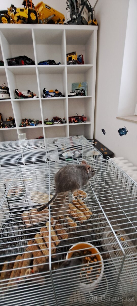 Osmaky degu - 2