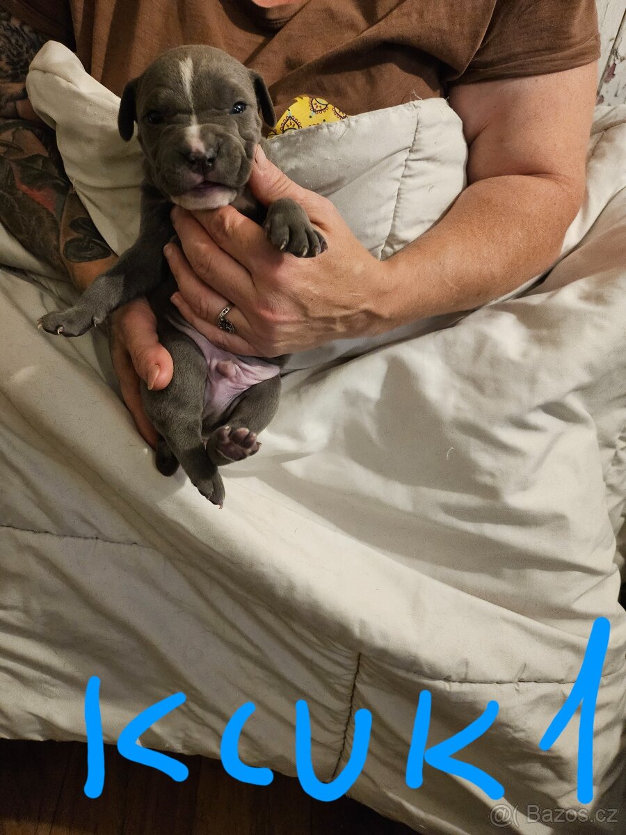 Štěňátka Pitbulla prodám - 2