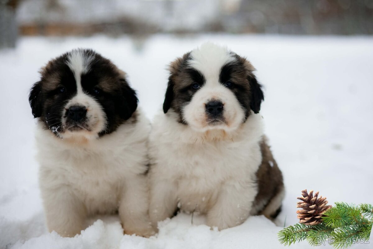 Moskevský strážní pes - štěňata s PP - 2