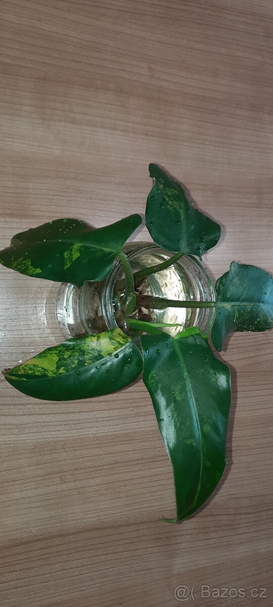Philodendron domesticum variegated - 2