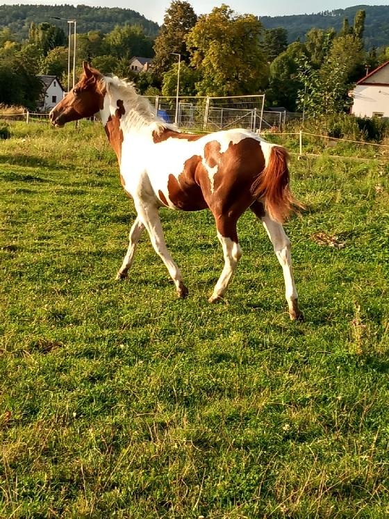 Prodám hřebečka APH - 2
