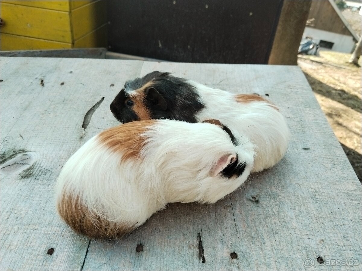 Daruji Dve morčata - 2