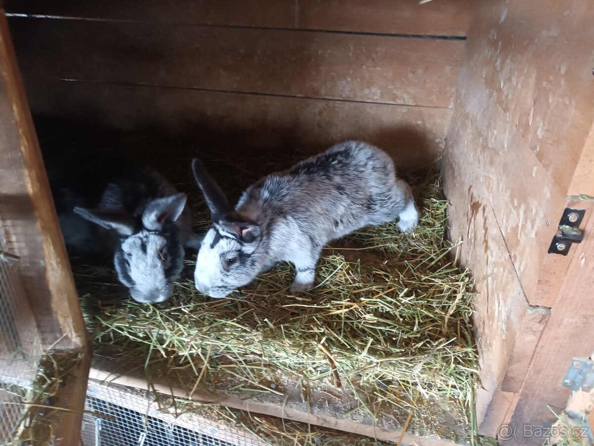 Kalifornské a VSS - 2