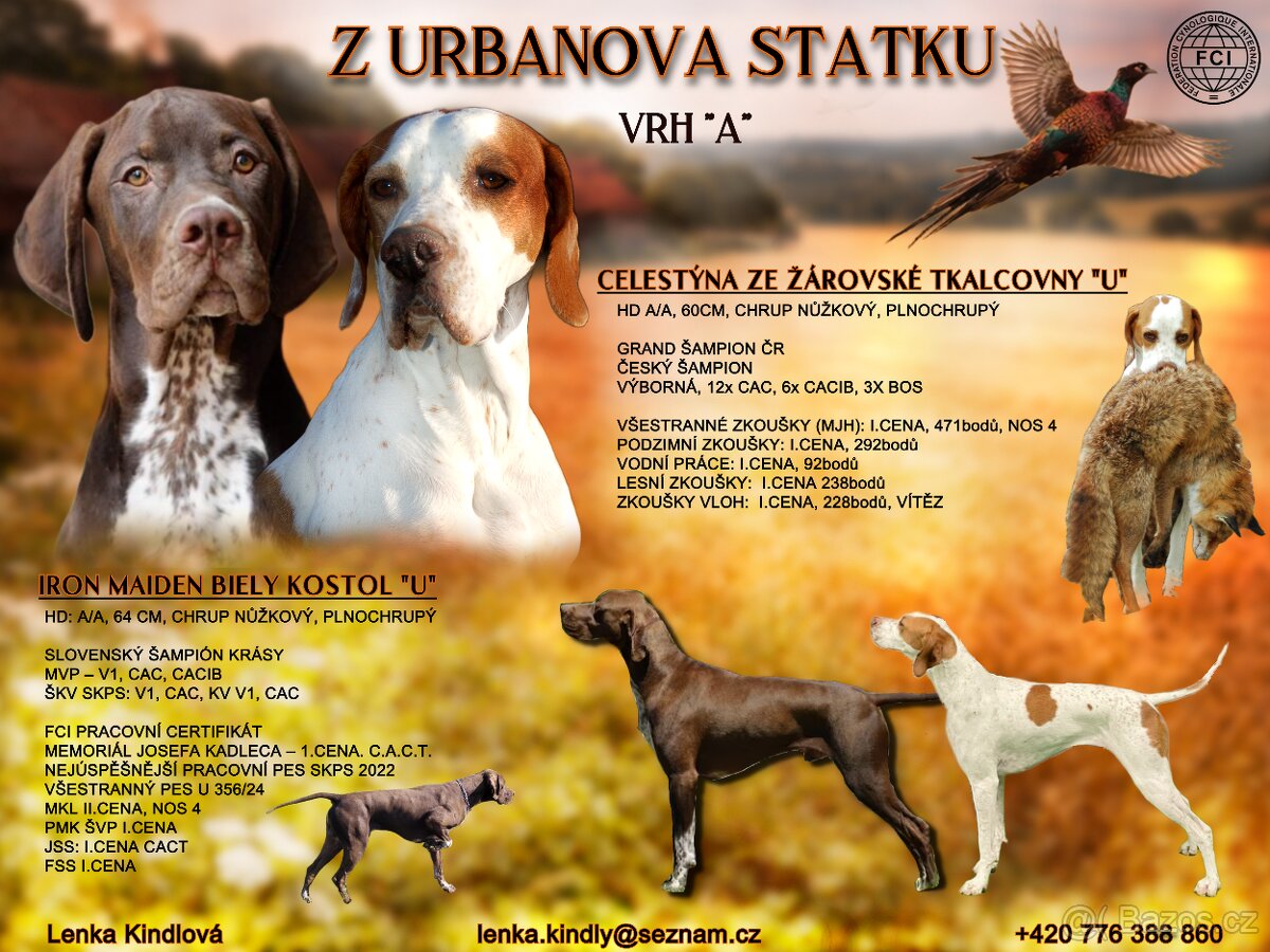 Anglický pointer - 2