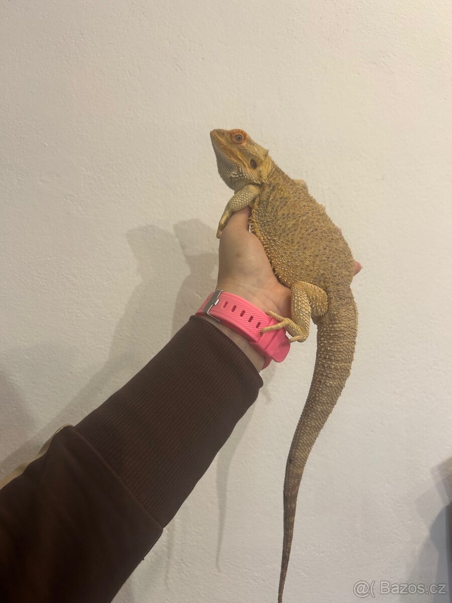 Agama vousatá 2 roky stáří - 2