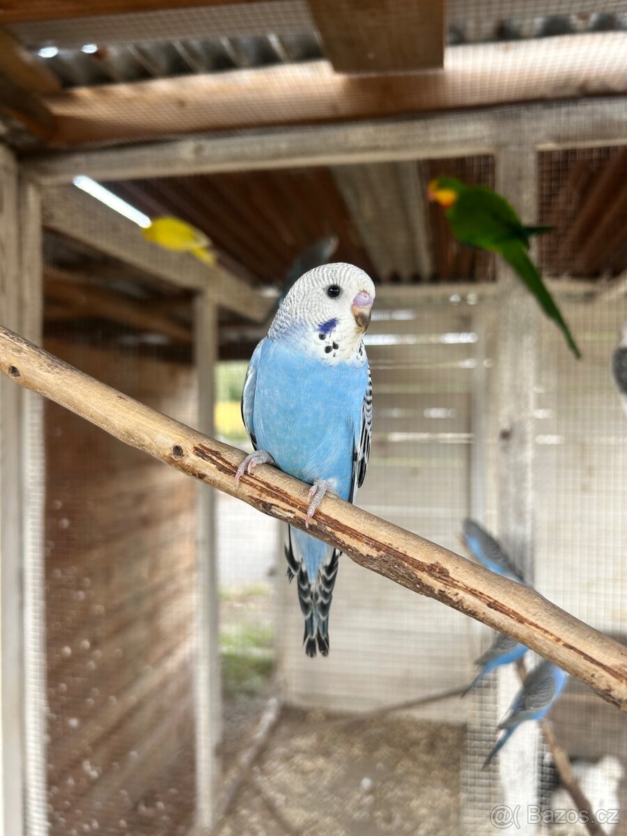 Andulky - 2