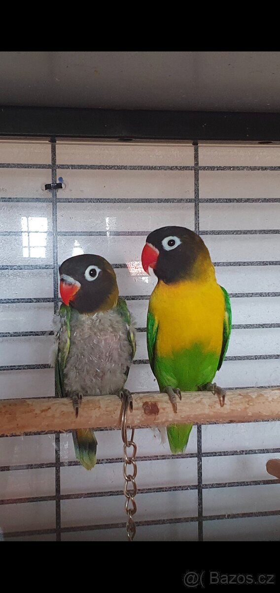 Prodám jedináčka Agapornis škraboškový - 2