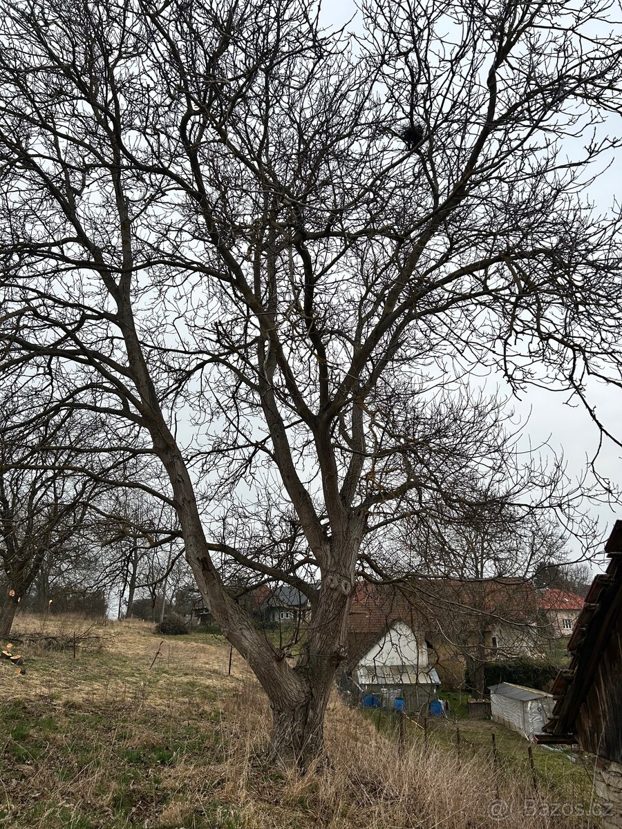 Ořech (ořešák) kmen - 2