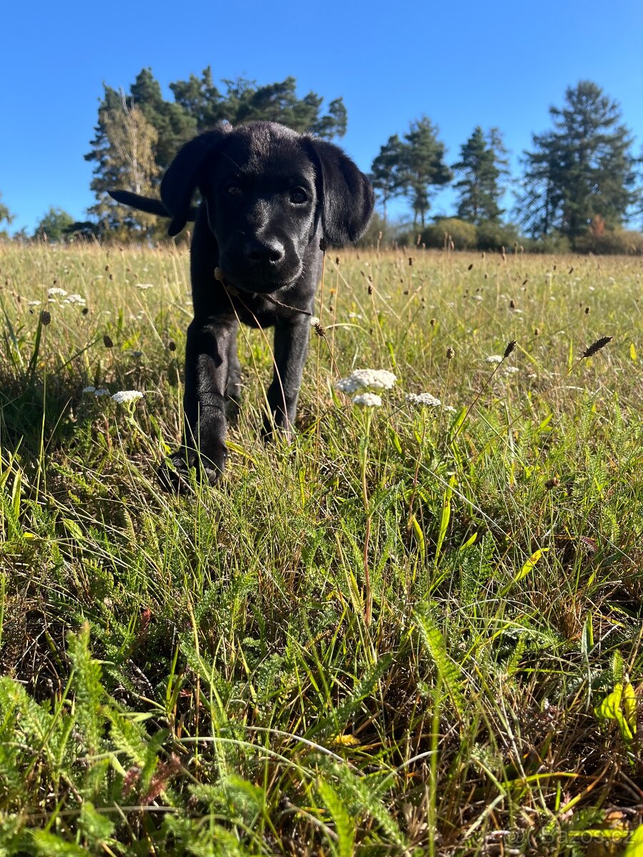 Štěně labradora - 2