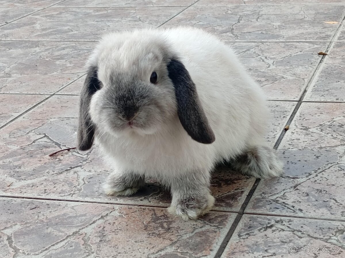 Volná samička - Anglický Zakrslý Beránek MiniLop🍑🧡 - 2