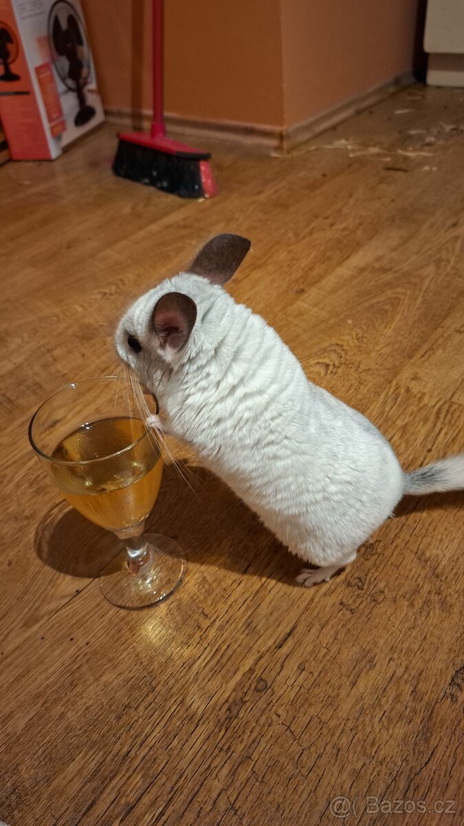 Činčily dva chlapečky - 2