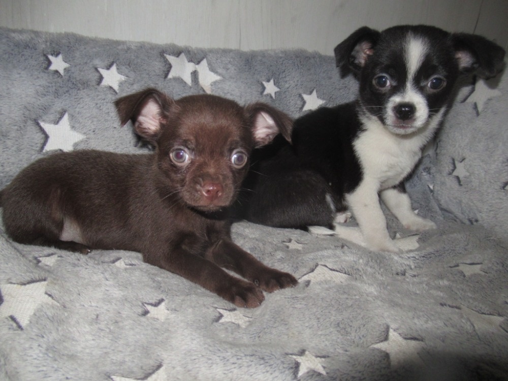 Čivava štěňátka - 2