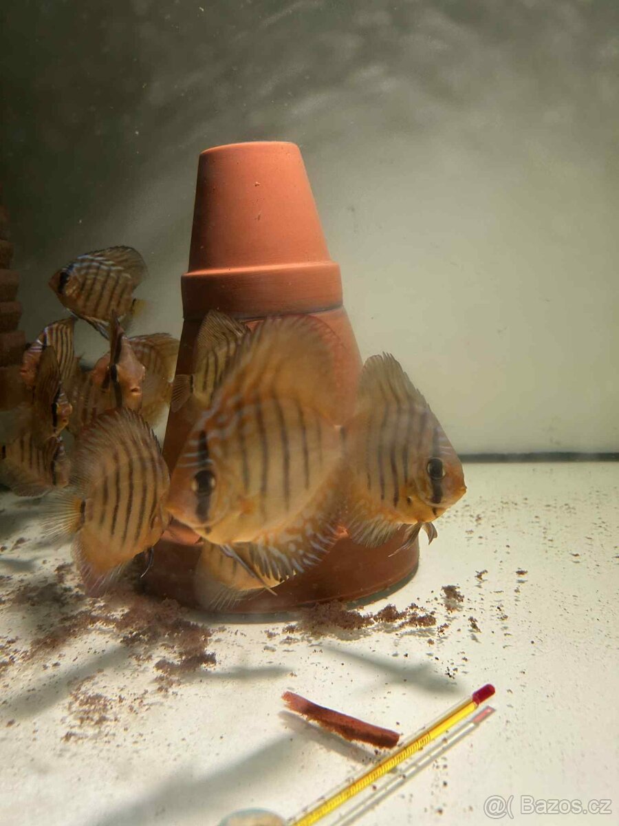 Terčovci green F2 - 2