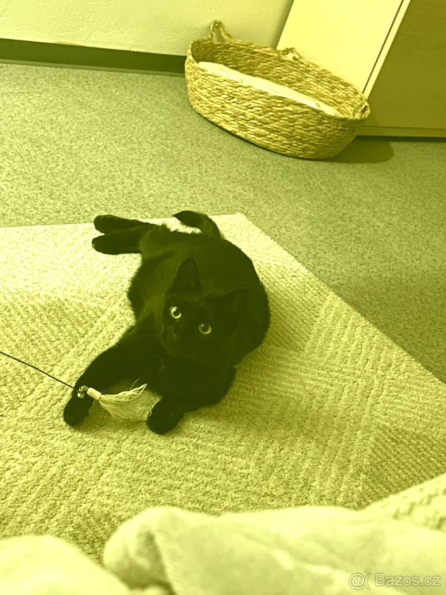 Kočička zdarma - 2