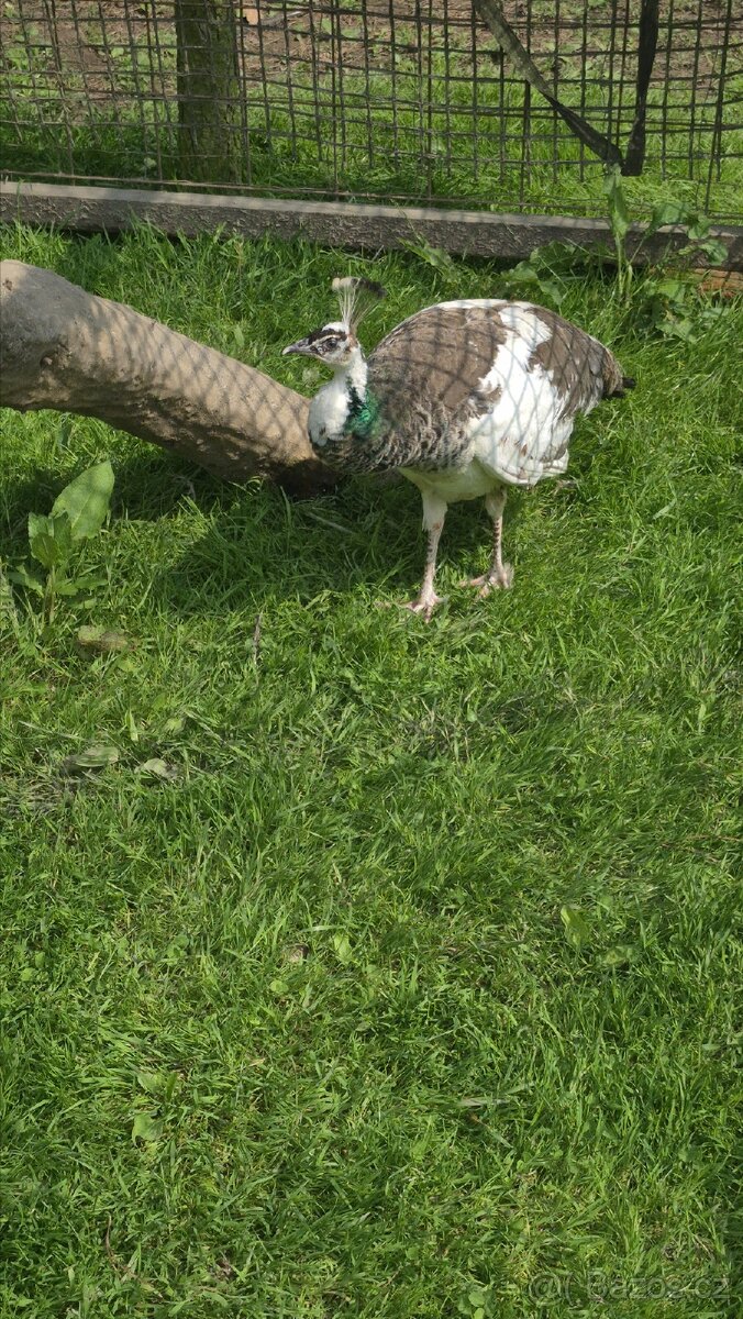 Páv a pávice straky. - 2