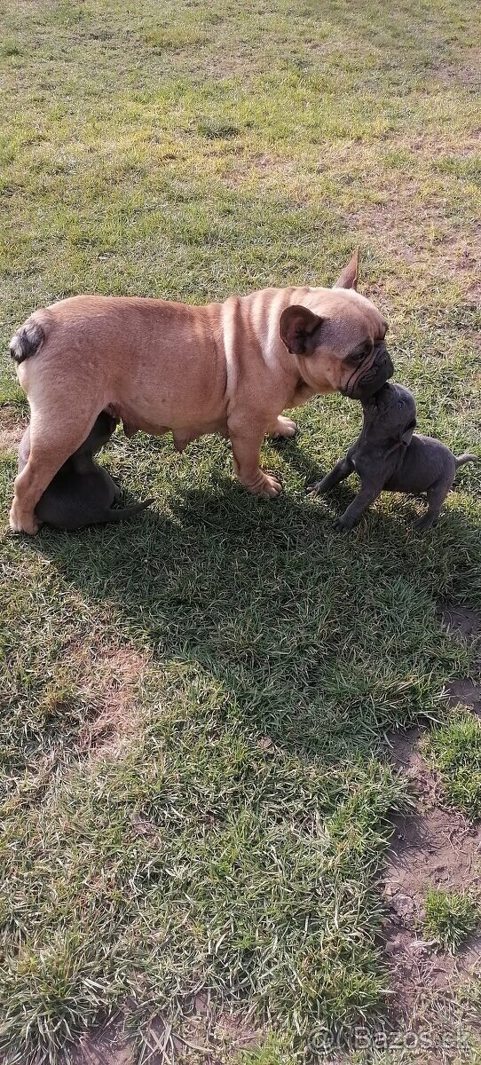 Francouzský buldoček - 2