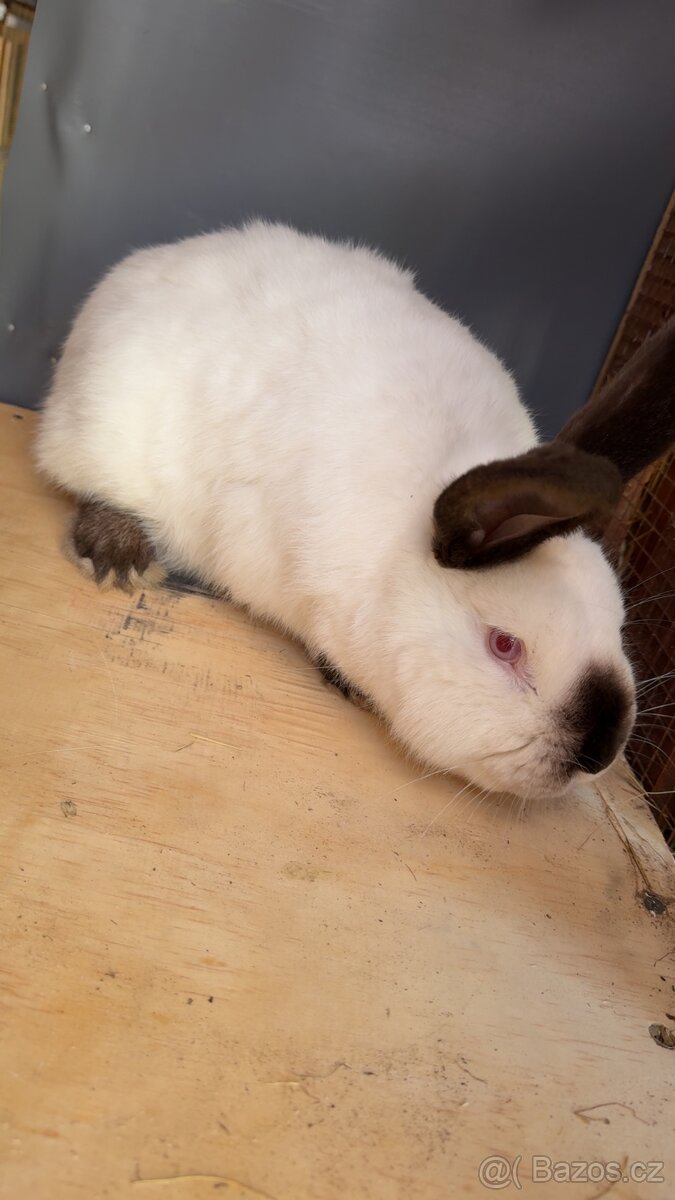 Kalifornský samec - 2