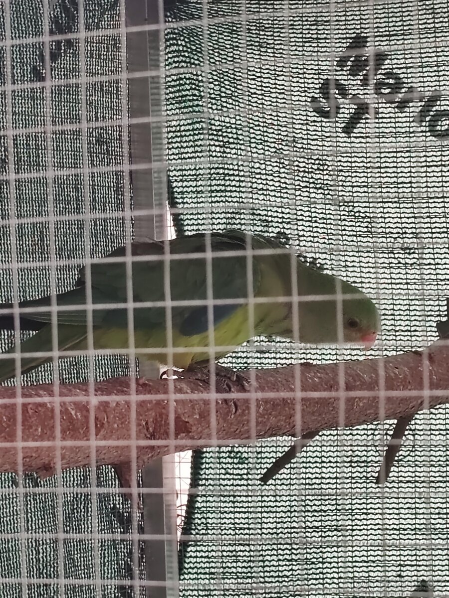 Papoušek nádherný - 2