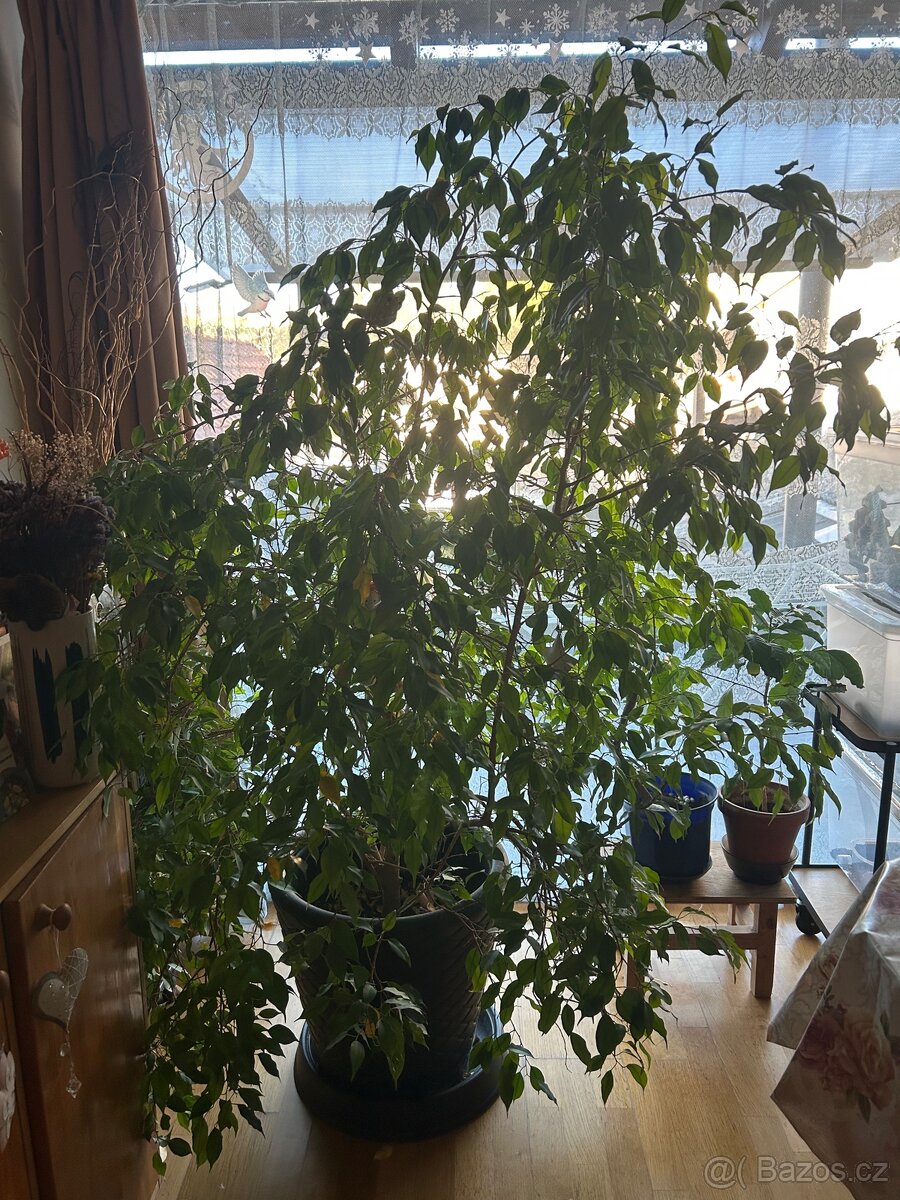 Fíkus benjamín - 2
