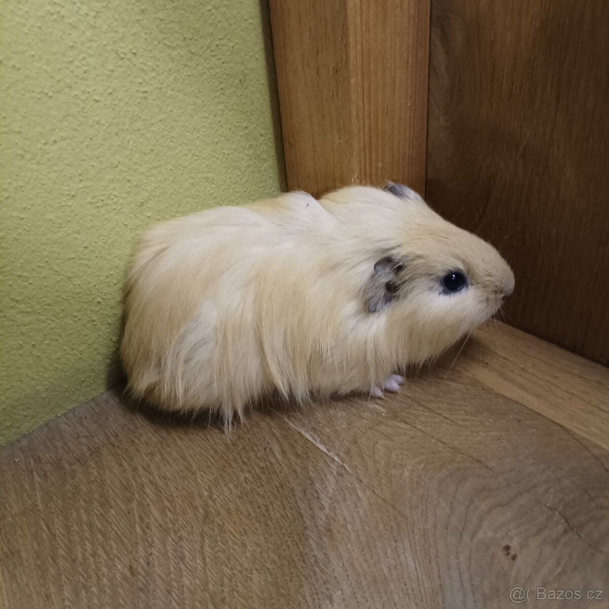 Morčata, morče- samečci - 2