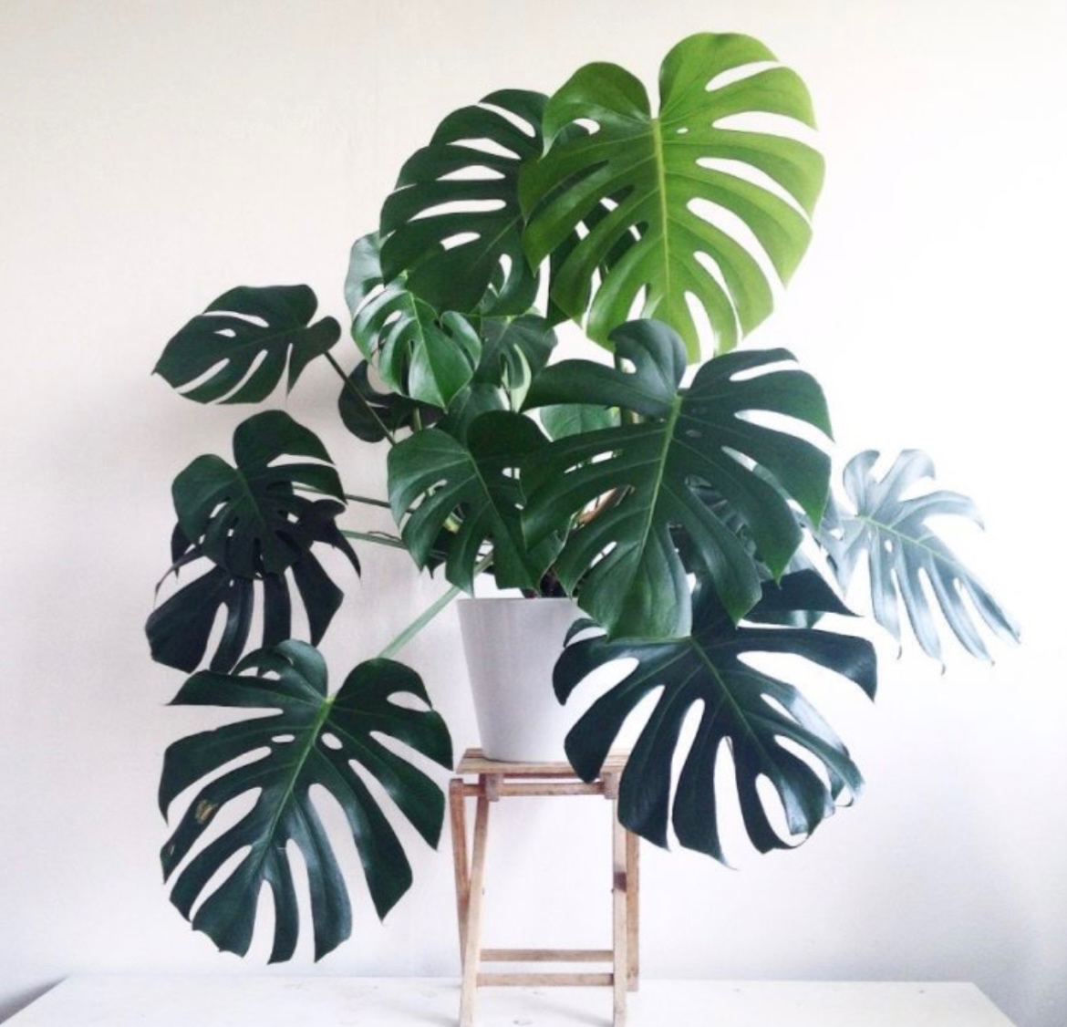 Monstera deliciosa 100-120 cm, průměr květináče 24 cm - 2