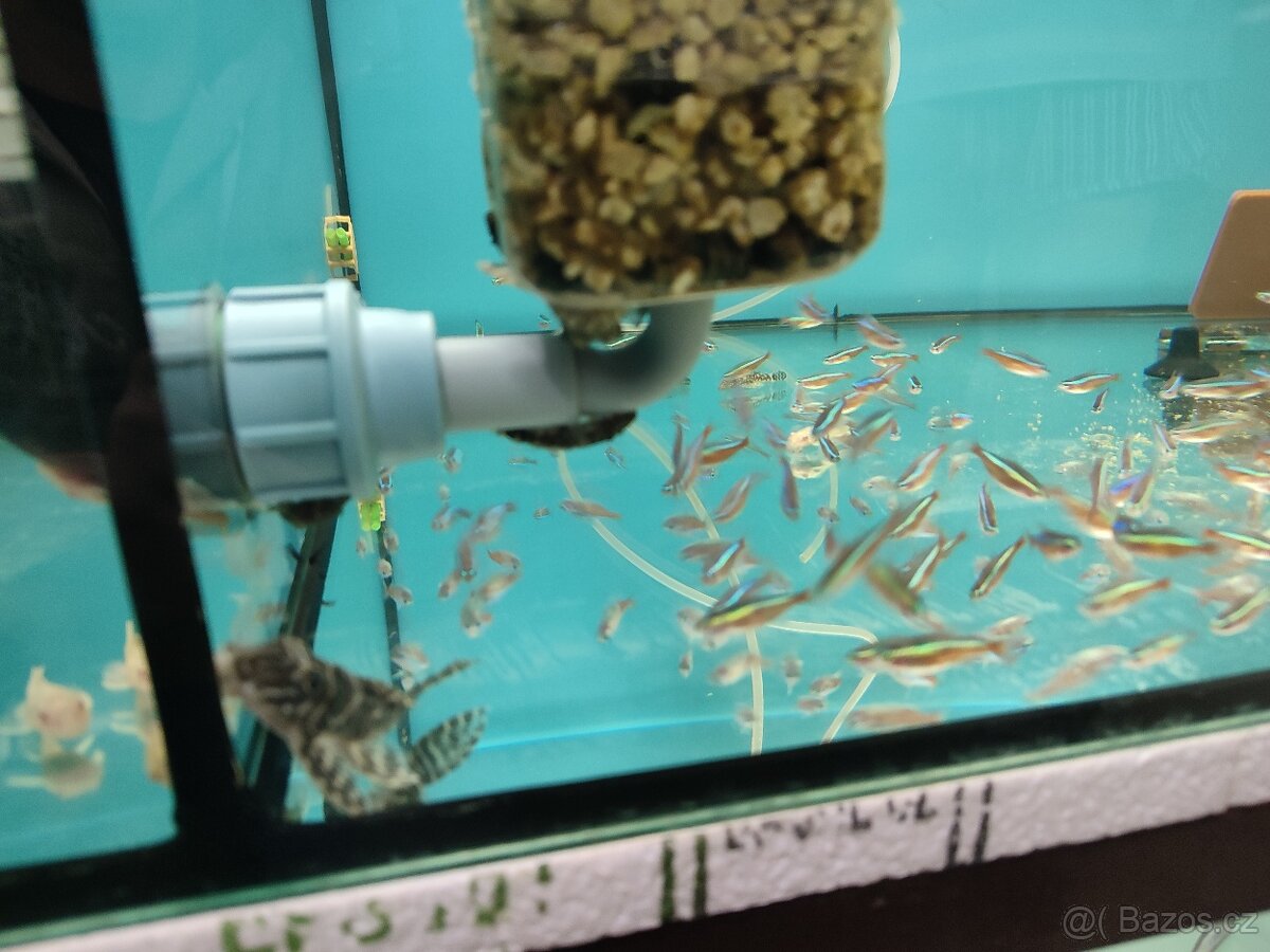 Akvarijní ryby neonka ancistrus sumecek - 2