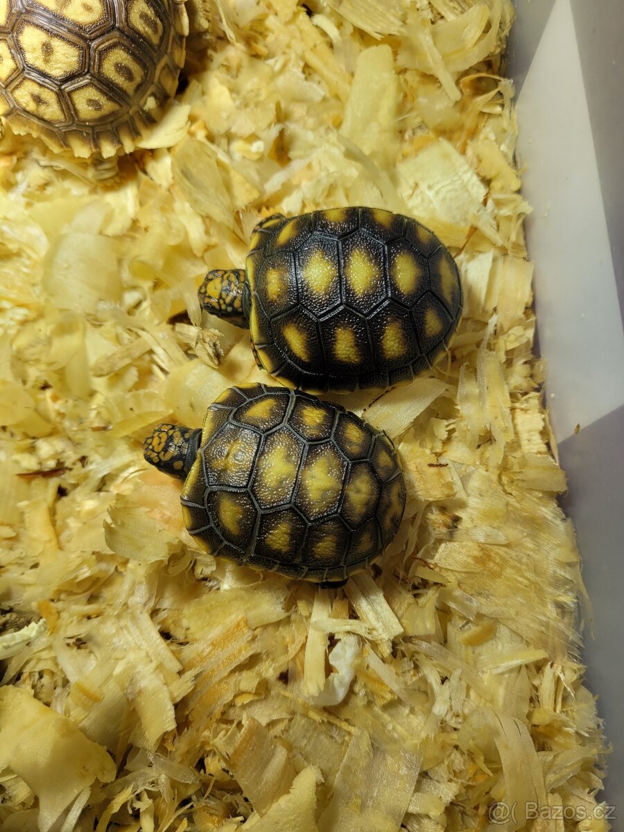 Želvičky uhlířské - 2
